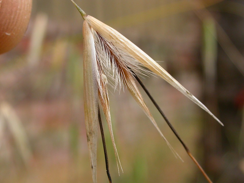 Avena barbata (slender wild oat) (alternate view 10)