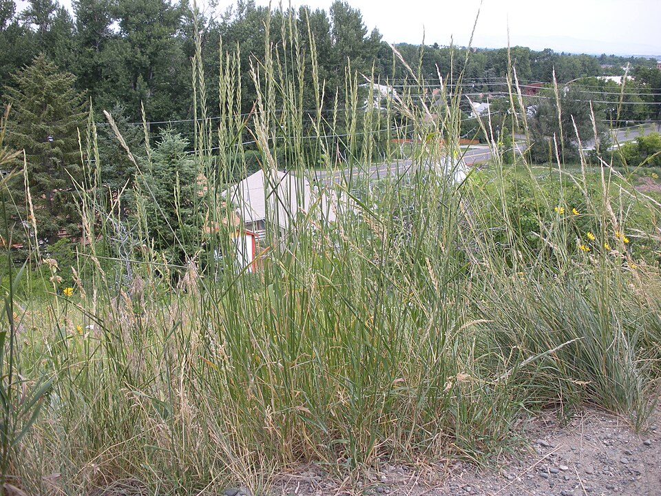 Elymus repens (quackgrass) (alternate view 12)