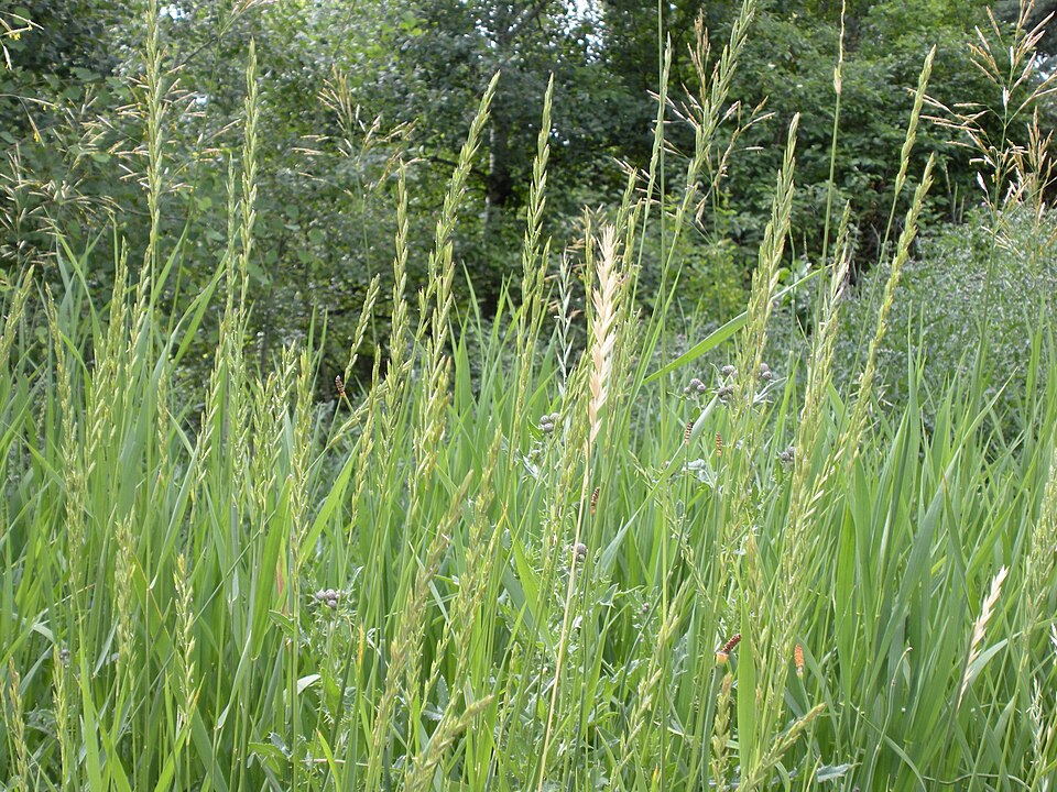 Elymus repens (quackgrass) (alternate view 13)