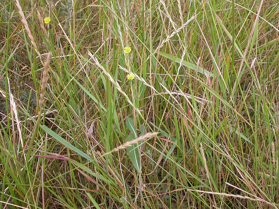 Elymus repens (quackgrass) (alternate view 14)