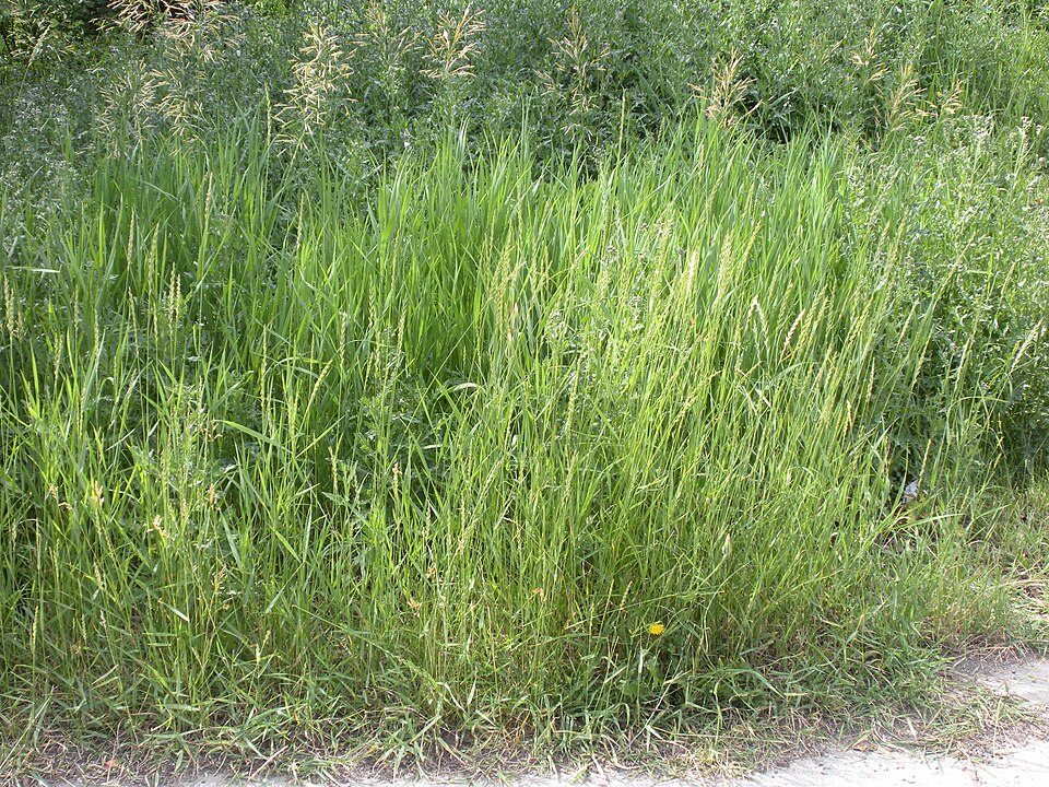 Elymus repens (quackgrass) (alternate view 15)