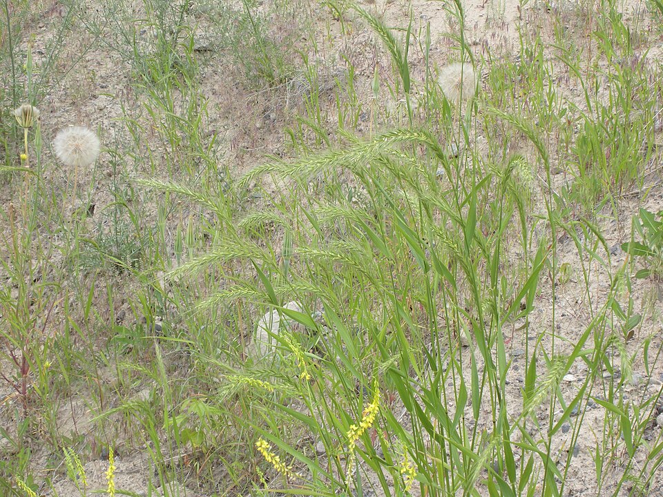 Elymus canadensis (Canada wild rye) (alternate view 9)