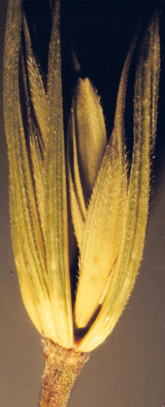Elymus virginicus (Virginia wildrye) (alternate view 10)