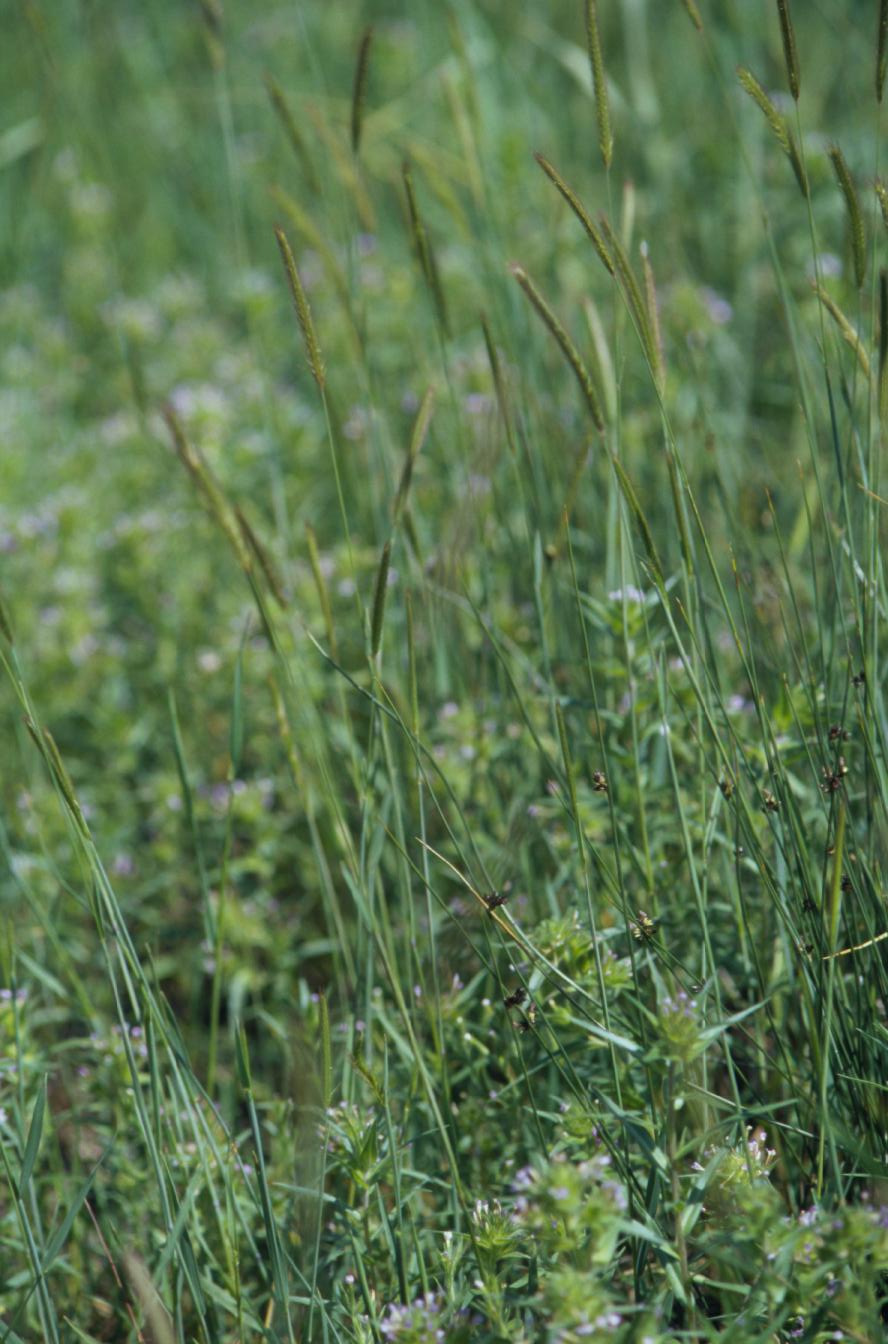 Juncus balticus (Baltic Rush) (alternate view 12)