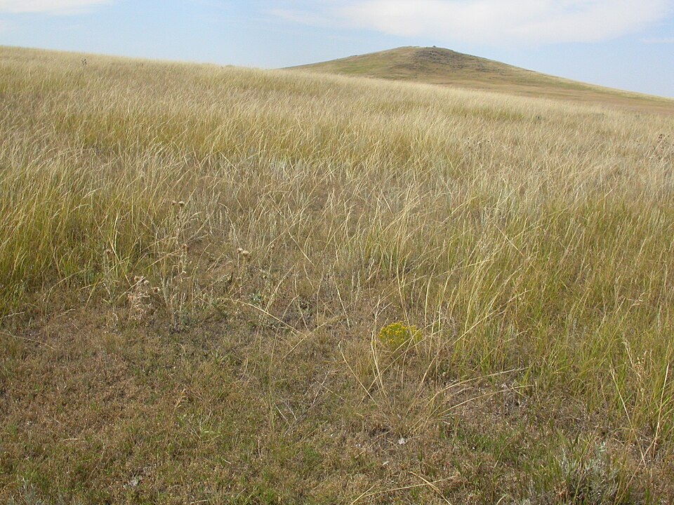 Bouteloua dactyloides (Buffalo Grass) (alternate view 9)