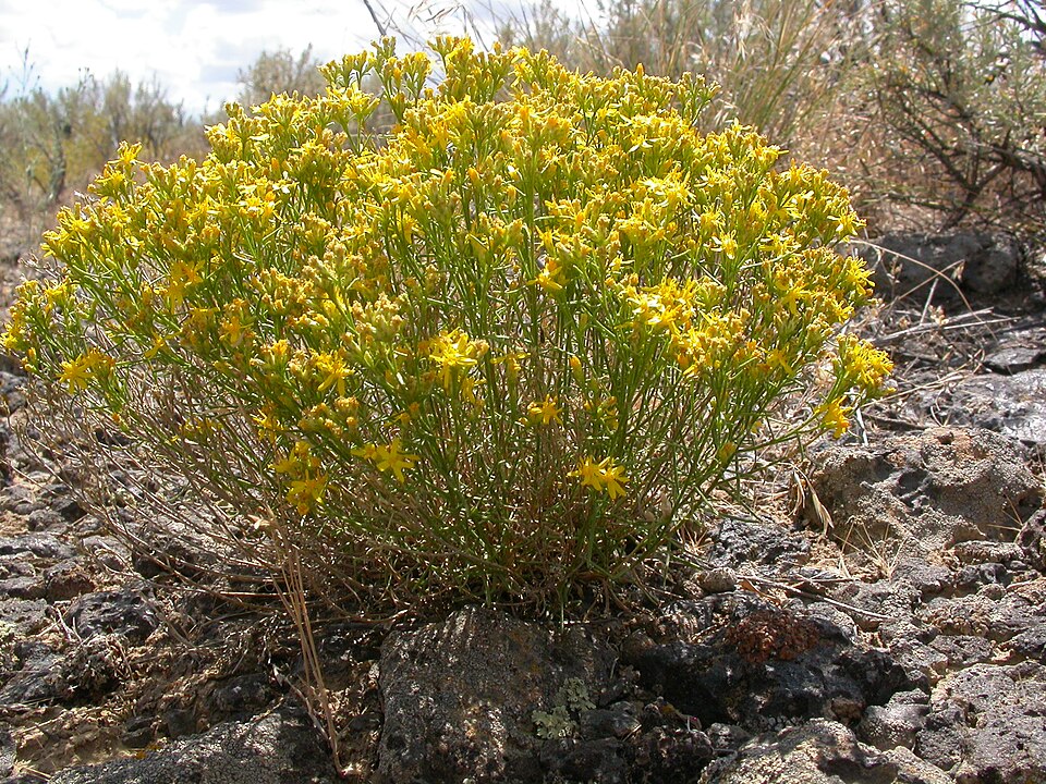 Gutierrezia sarothrae (Broom Snakeweed) (alternate view 4)