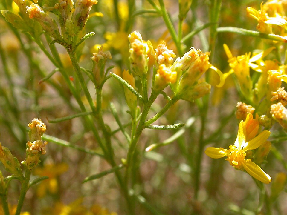 Gutierrezia sarothrae (Broom Snakeweed) (alternate view 5)
