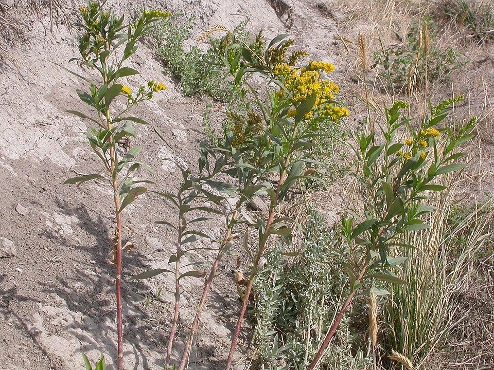 Solidago gigantea (giant goldenrod)