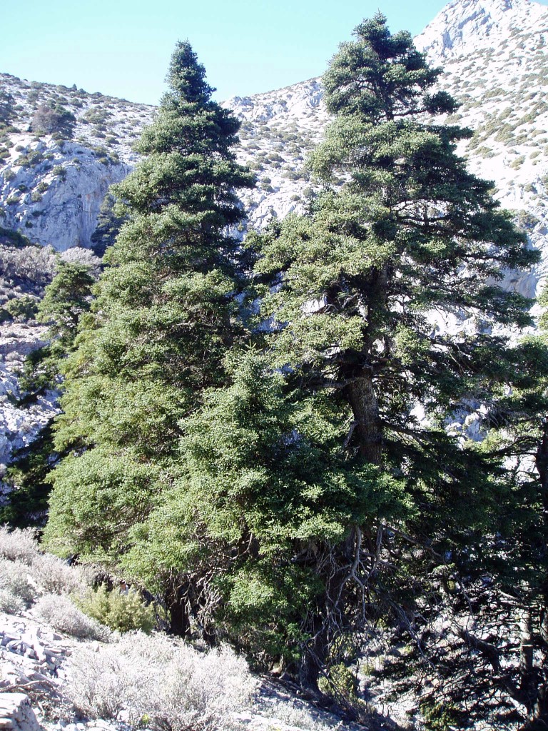Abies pinsapo (Spanish fir) (alternate view 13)