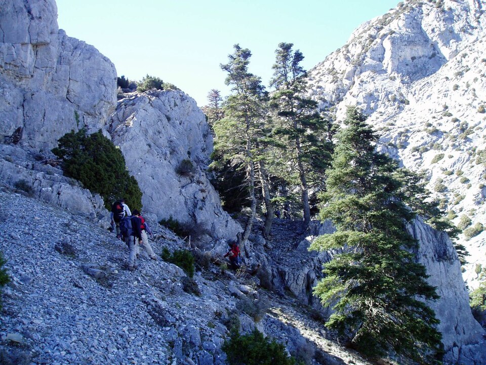 Abies pinsapo (Spanish fir) (alternate view 14)