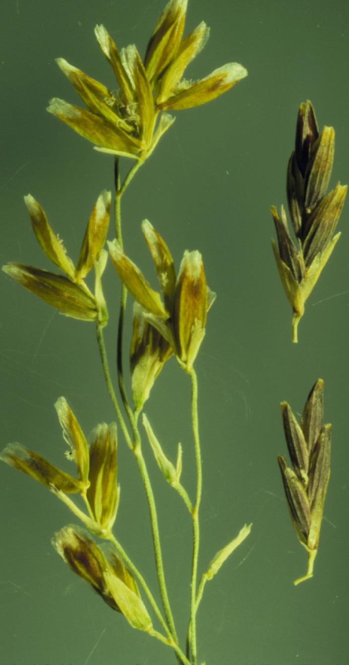Glyceria grandis (American Manna Grass) (alternate view 8)