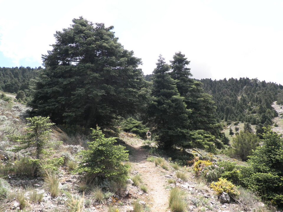 Abies pinsapo (Spanish fir) (alternate view 15)