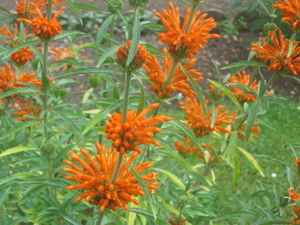 Leonotis leonurus (lion's tail) (alternate view 9)
