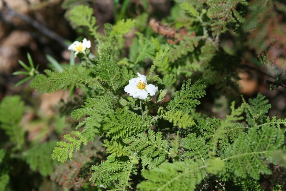 Chamaebatia foliolosa (Mountain Misery) (alternate view 3)