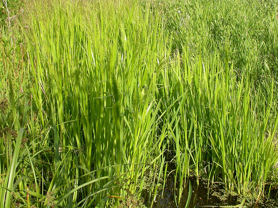 Glyceria grandis (American Manna Grass) (alternate view 9)