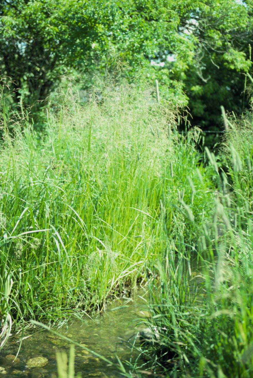 Glyceria grandis (American Manna Grass) (alternate view 10)
