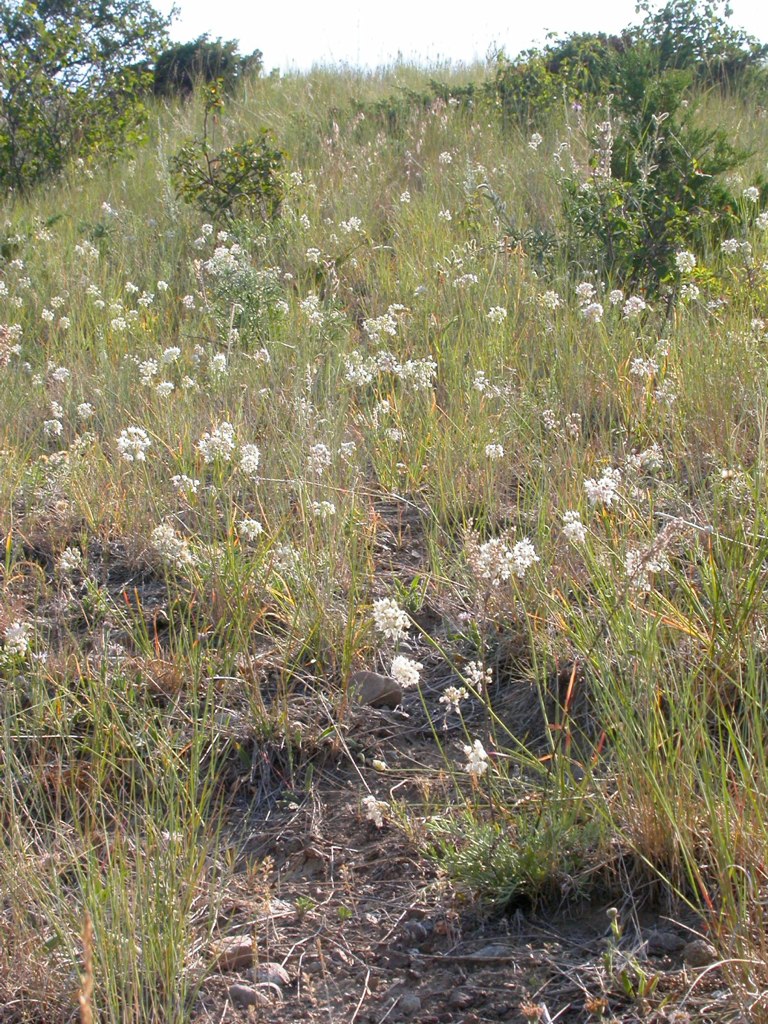Allium cernuum (Nodding Onion) (alternate view 8)