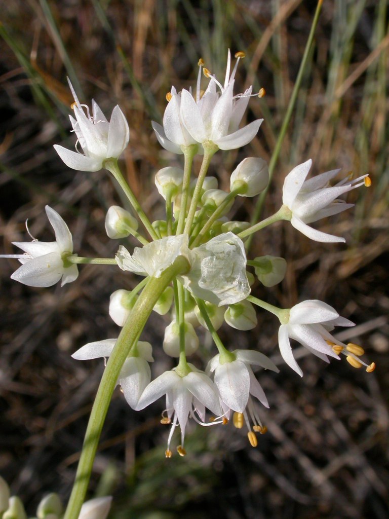 Allium cernuum (Nodding Onion) (alternate view 9)