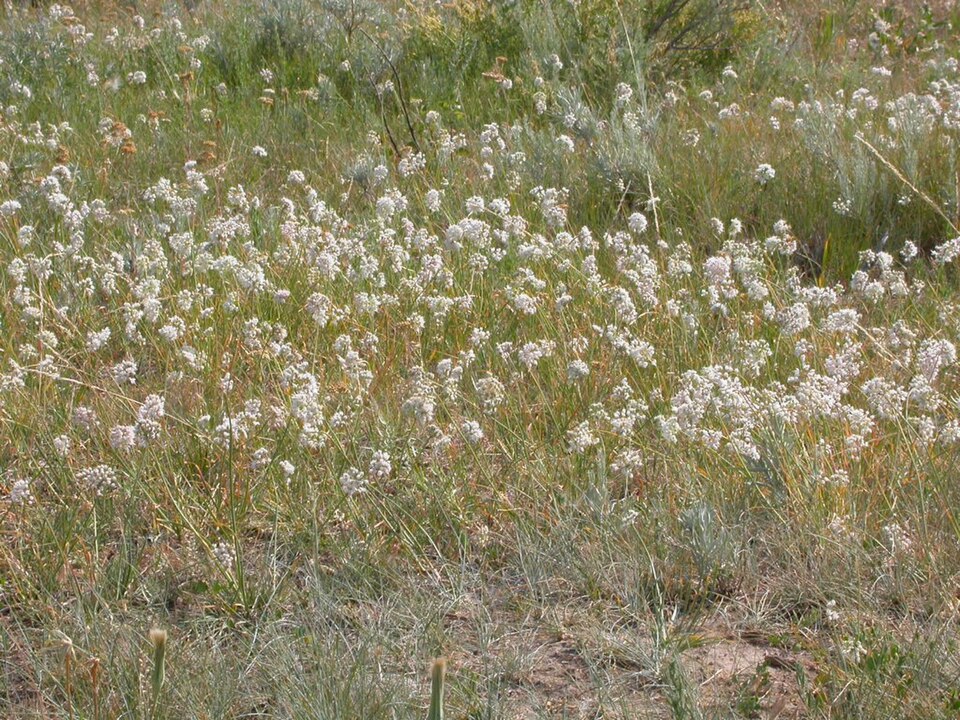 Allium cernuum (Nodding Onion) (alternate view 10)