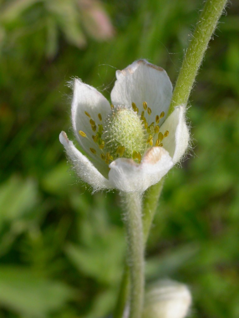 Anemone multifida (alternate view 3)