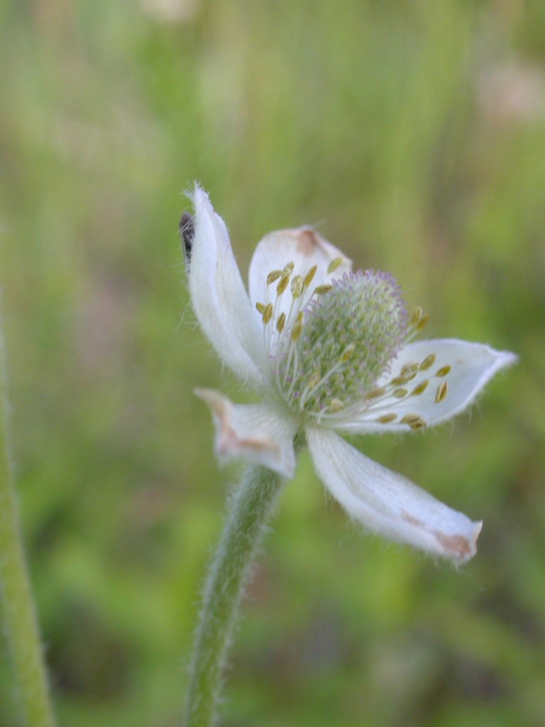 Anemone multifida (alternate view 4)