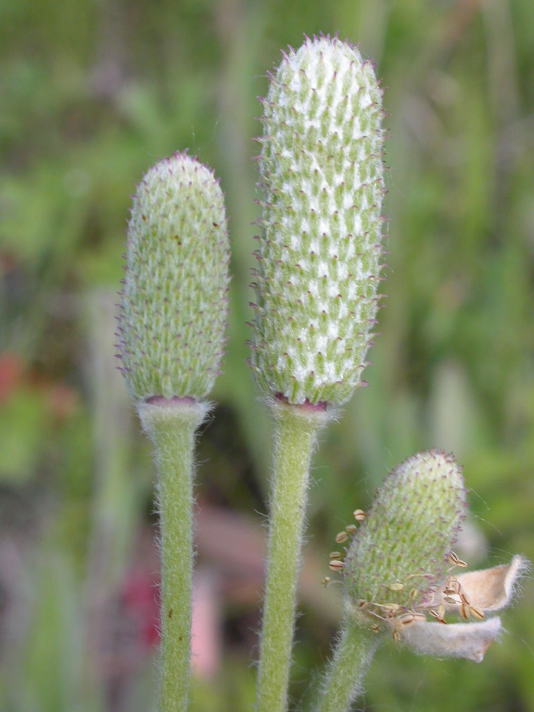 Anemone multifida (alternate view 5)