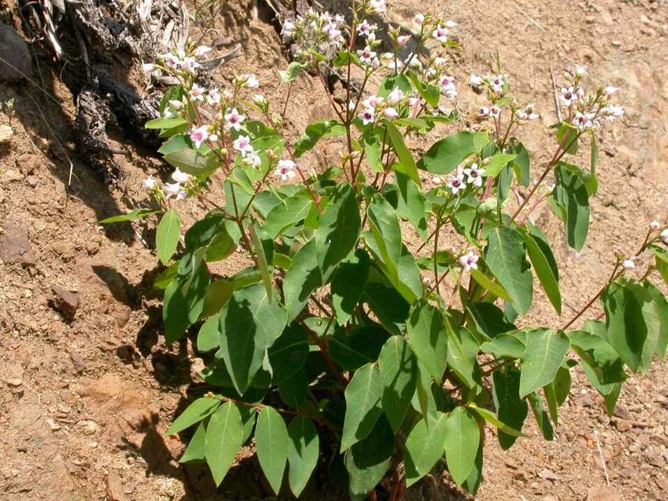 Apocynum androsaemifolium (Spreading Dogbane) (alternate view 7)