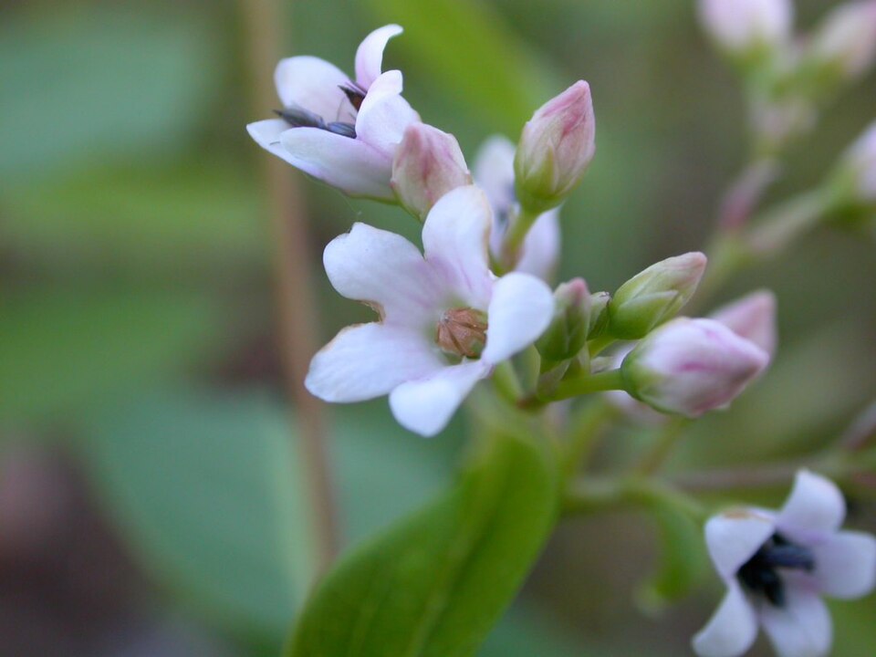 Apocynum androsaemifolium (Spreading Dogbane) (alternate view 8)