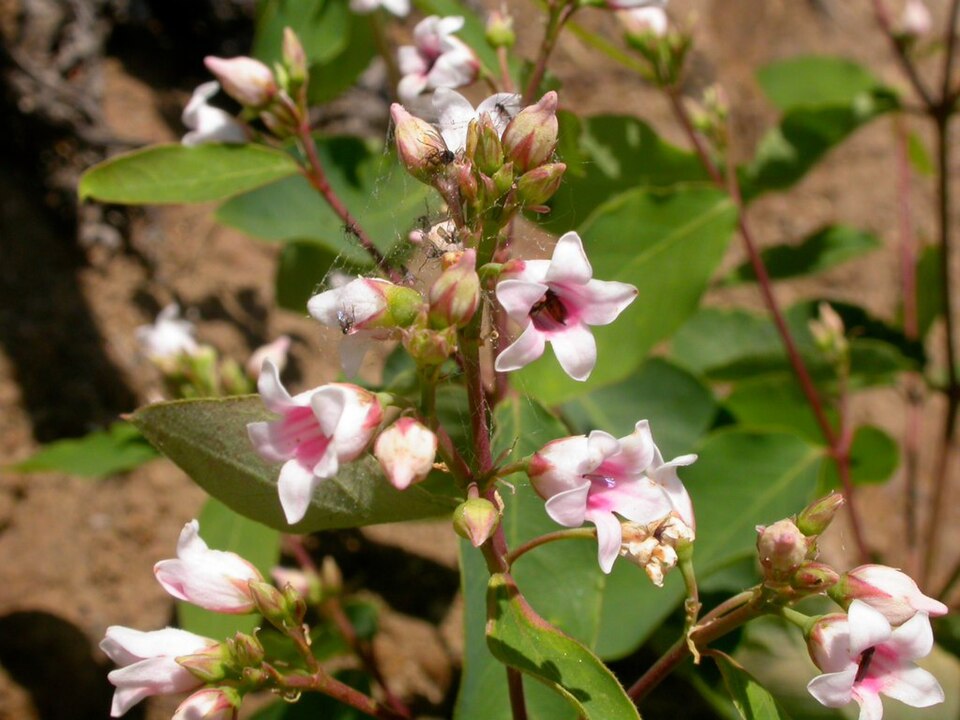 Apocynum androsaemifolium (Spreading Dogbane) (alternate view 9)