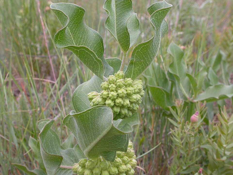 Asclepias viridiflora (green comet milkweed) (alternate view 7)