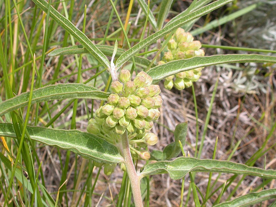 Asclepias viridiflora (green comet milkweed) (alternate view 8)
