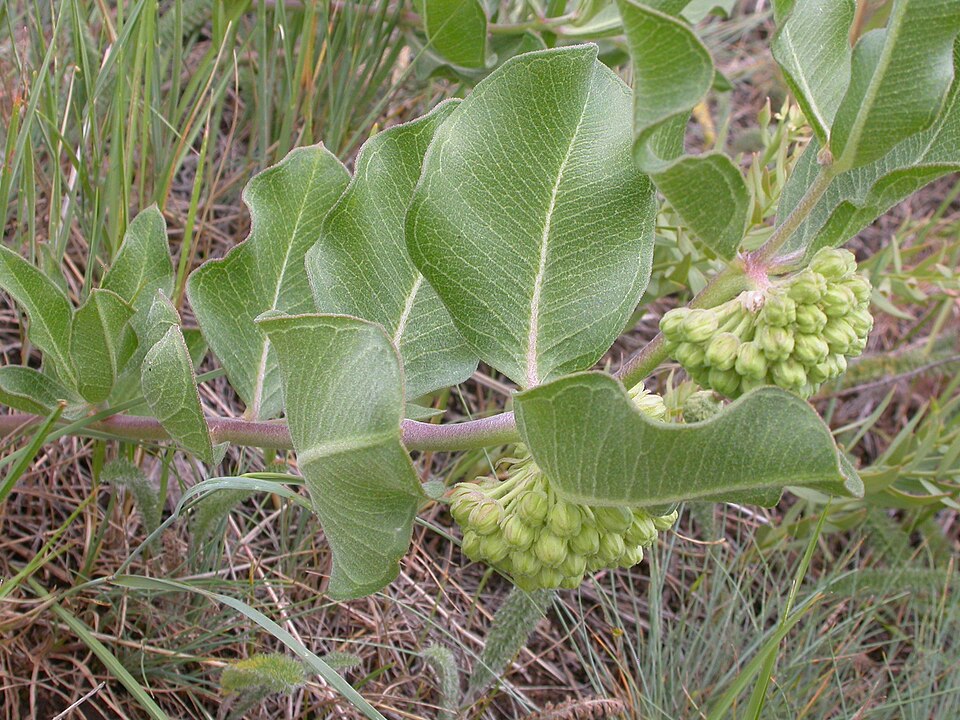 Asclepias viridiflora (green comet milkweed) (alternate view 9)