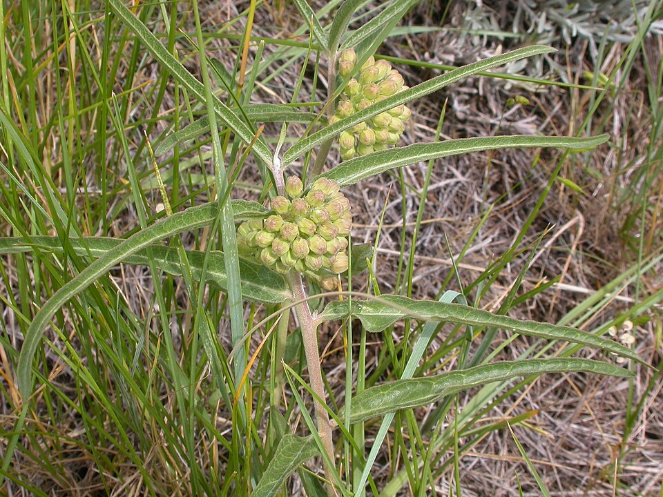 Asclepias viridiflora (green comet milkweed) (alternate view 10)