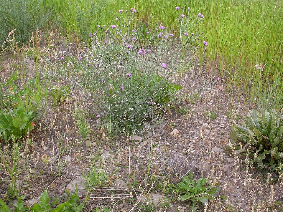 Centaurea stoebe (spotted knapweed) (alternate view 7)