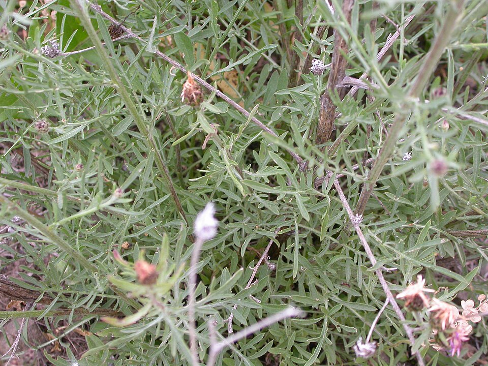 Centaurea stoebe (spotted knapweed) (alternate view 8)