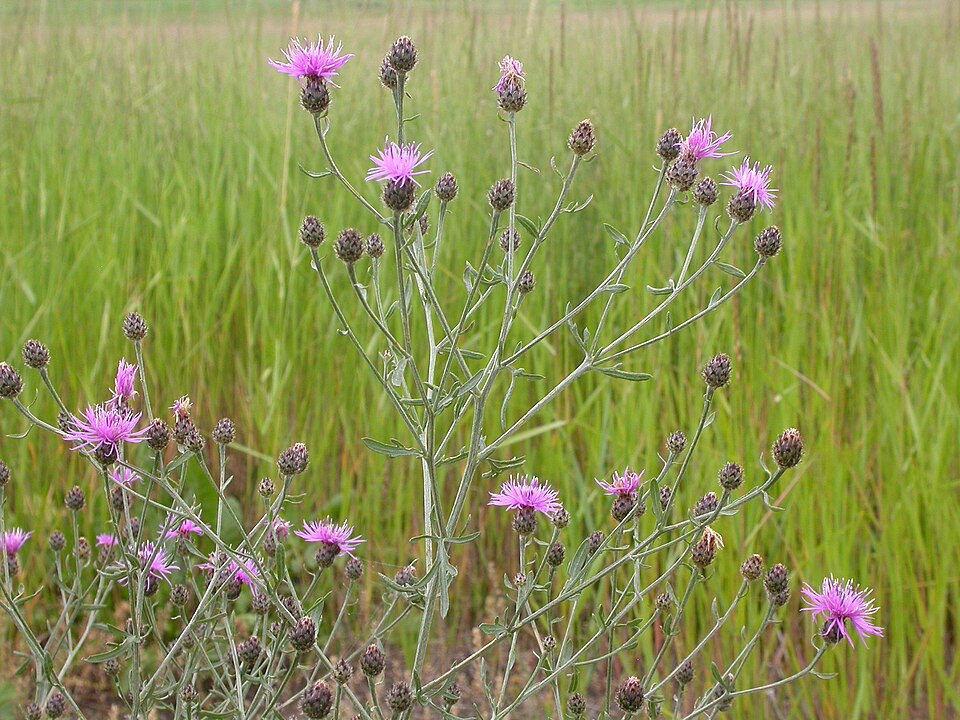 Centaurea stoebe (spotted knapweed) (alternate view 9)