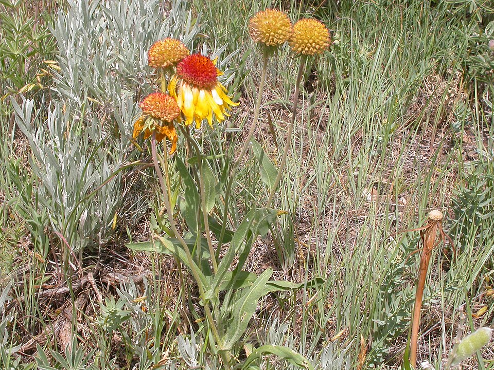 Gaillardia aristata (blanketflower) (alternate view 12)