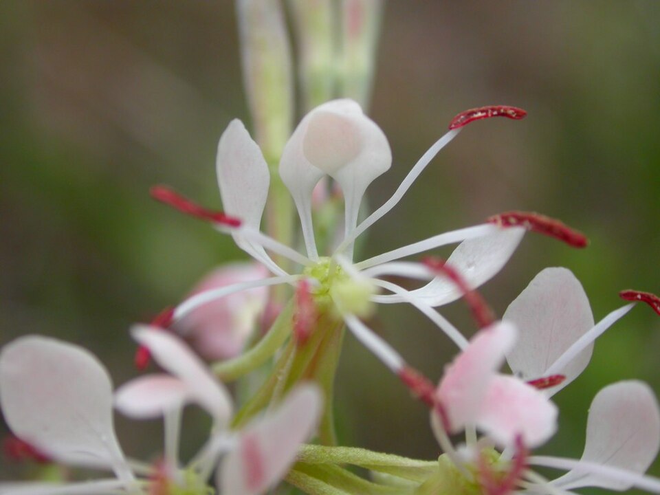 Oenothera suffrutescens (Scarlet Beeblossom) (alternate view 8)