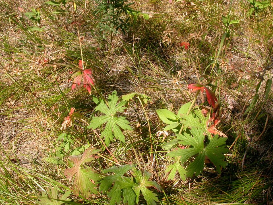 Geranium viscosissimum (sticky geranium) (alternate view 10)