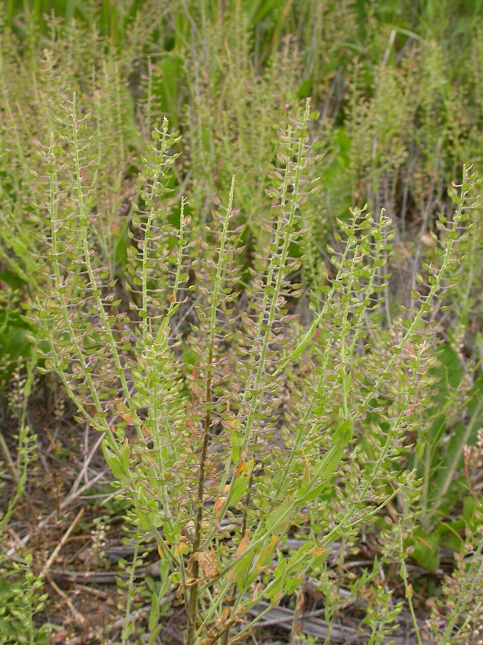 Lepidium campestre (field peppergrass) (alternate view 6)