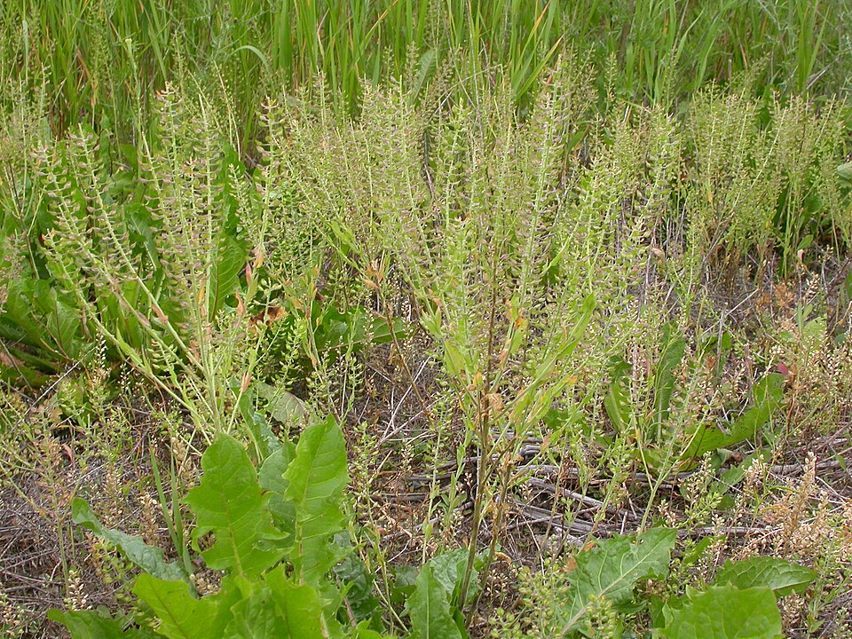 Lepidium campestre (field peppergrass) (alternate view 7)