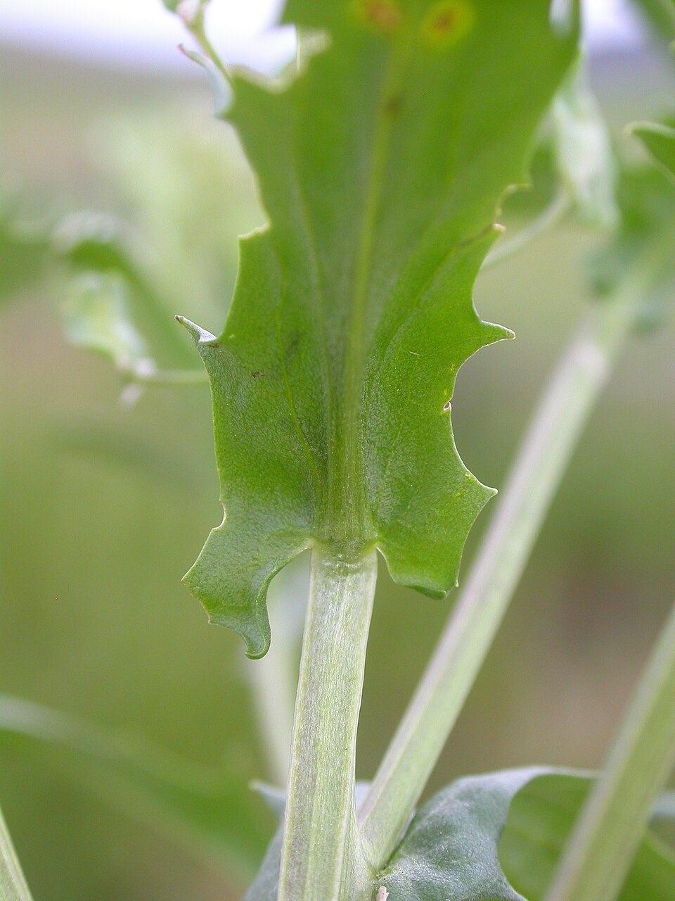 Thlaspi arvense (field penny-cress)