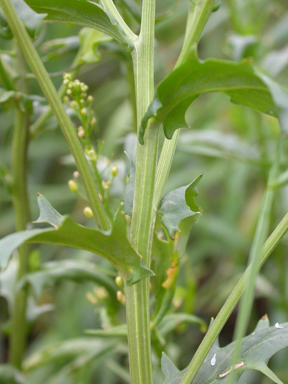 Thlaspi arvense (field penny-cress)