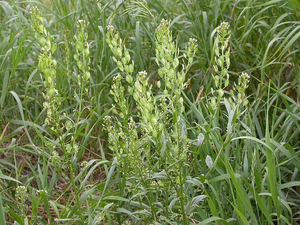 Thlaspi arvense (field penny-cress)