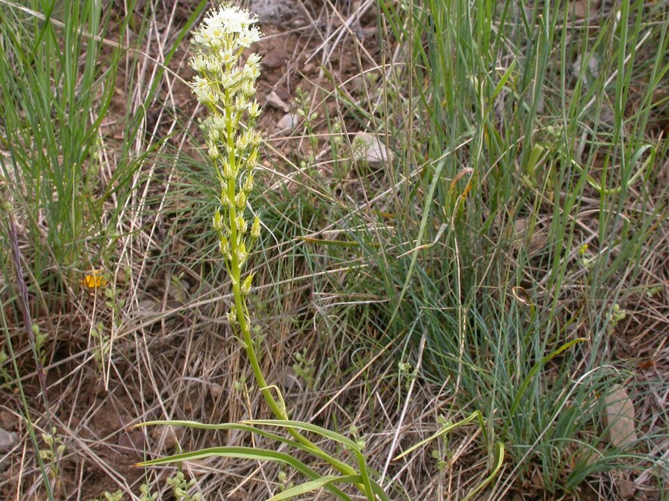 Toxicoscordion venenosum (Meadow Deathcamas) (alternate view 8)