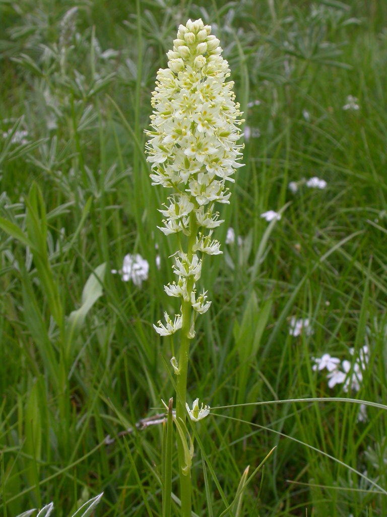 Toxicoscordion venenosum (Meadow Deathcamas) (alternate view 9)