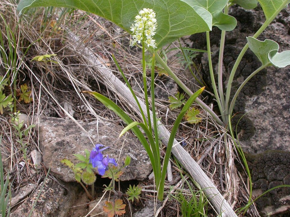 Toxicoscordion venenosum (Meadow Deathcamas) (alternate view 10)