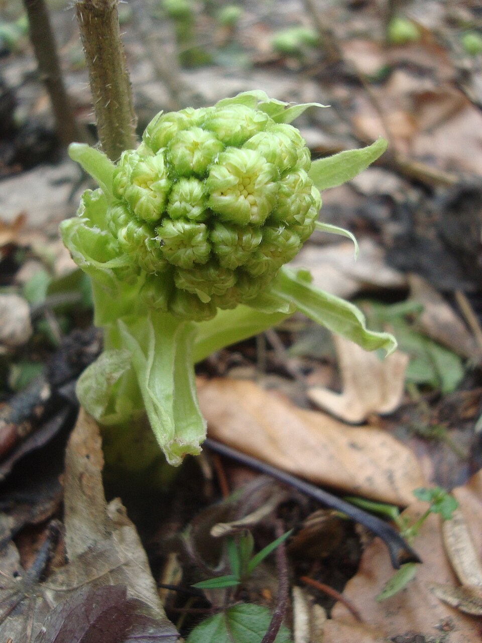 Petasites albus (White Butterbur) (alternate view 9)