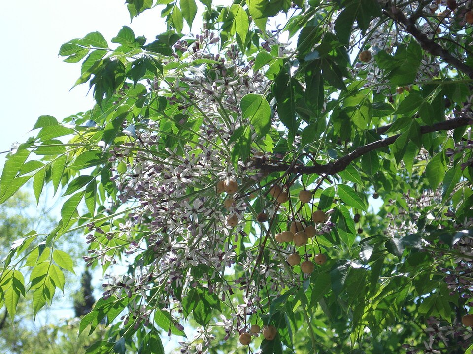 Melia azedarach (Chinaberry)