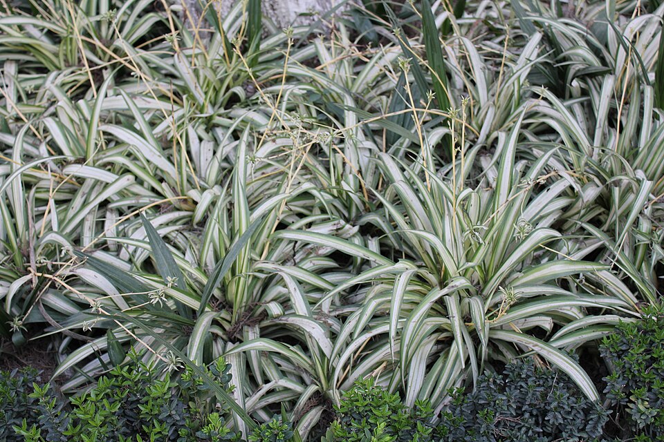 Chlorophytum (Grass Lilies)